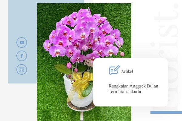Rangkaian Anggrek Bulan Termurah Jakarta